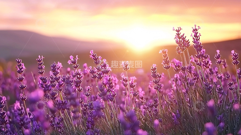 高清大图下载【趣麦麦图】薰衣草田日落美景