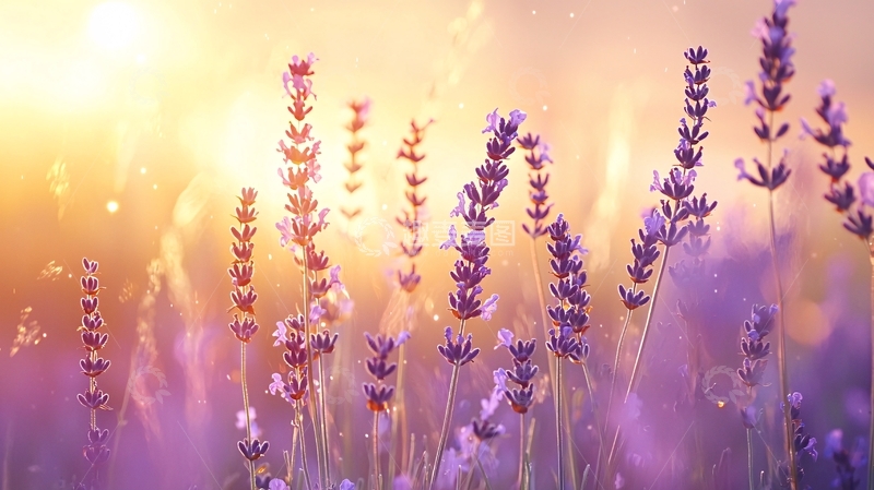 高清大图下载【趣麦麦图】薰衣草田日出唯美