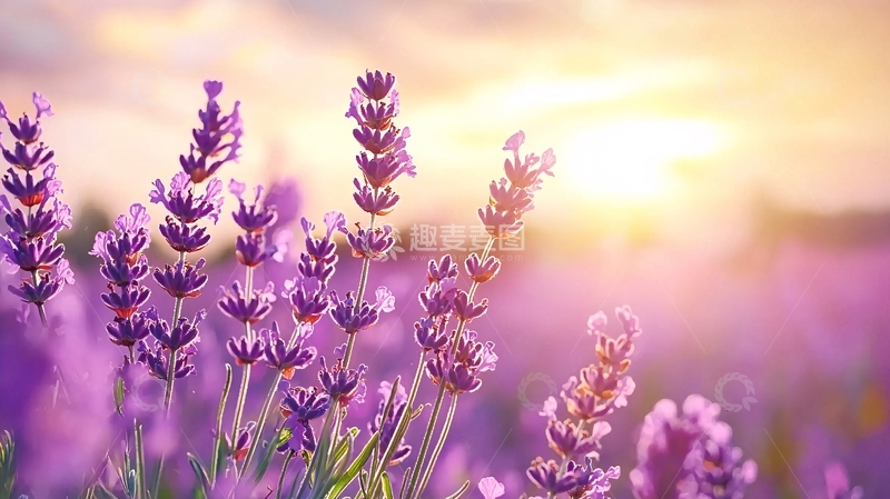 紫色薰衣草田