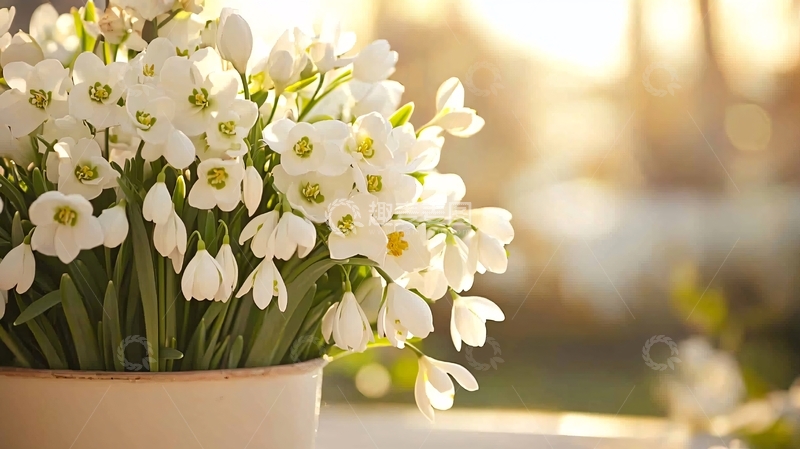 高清大图下载【趣麦麦图】白色小花清新特写