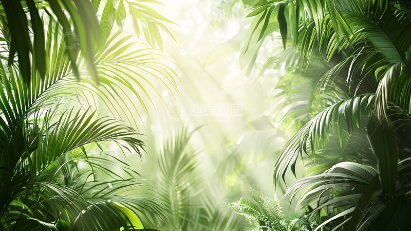 高清大图下载【趣麦麦图】茂密丛林阳光穿透