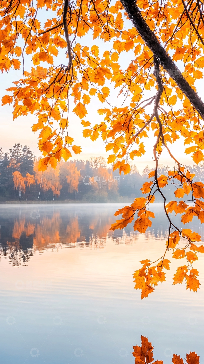 高清大图下载【趣麦麦图】金秋湖畔的金色树叶