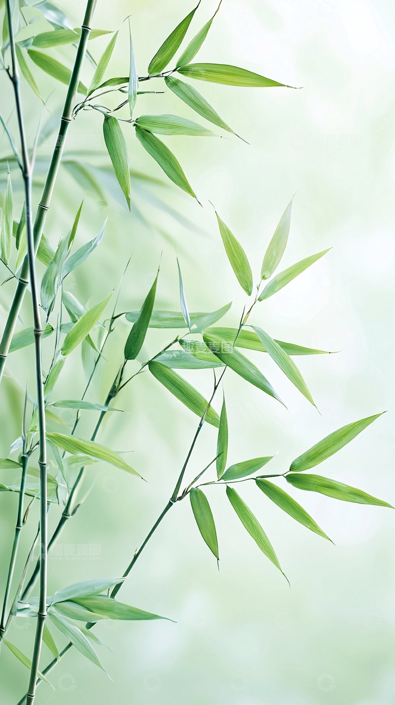 高清大图下载【趣麦麦图】翠绿竹叶清新淡雅背景