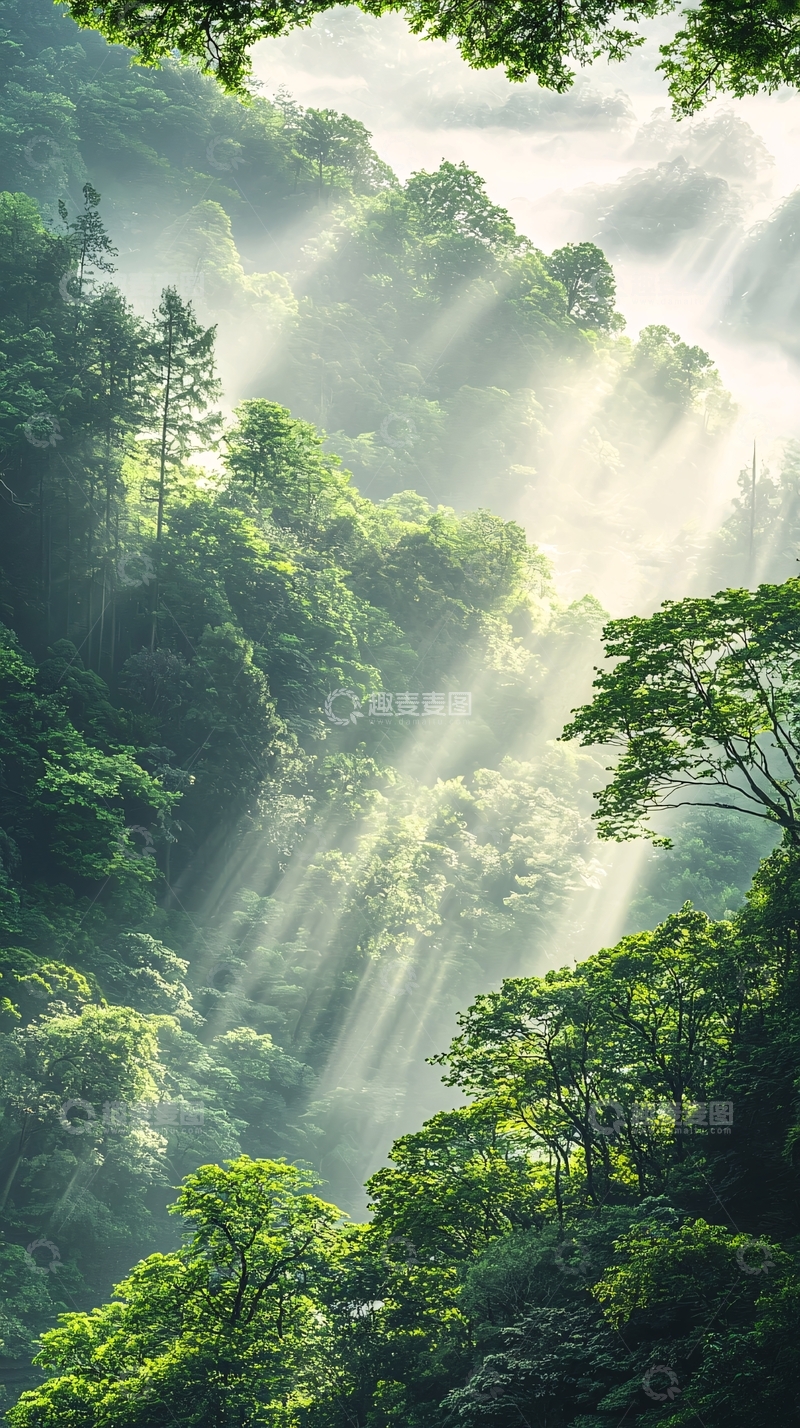 高清大图下载【趣麦麦图】阳光穿透森林