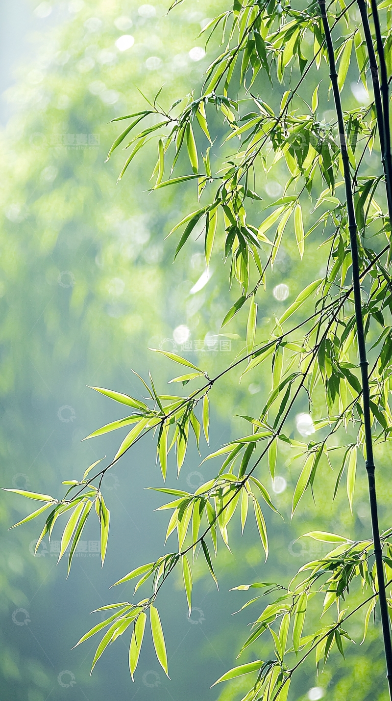 高清大图下载【趣麦麦图】清新翠竹叶片光影