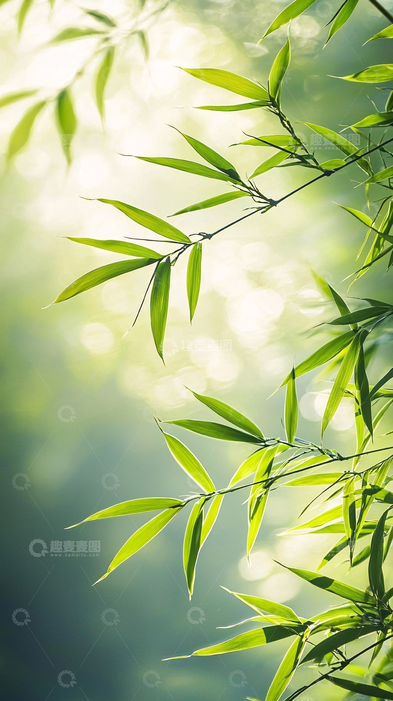 高清大图下载【趣麦麦图】翠绿竹叶高清图片