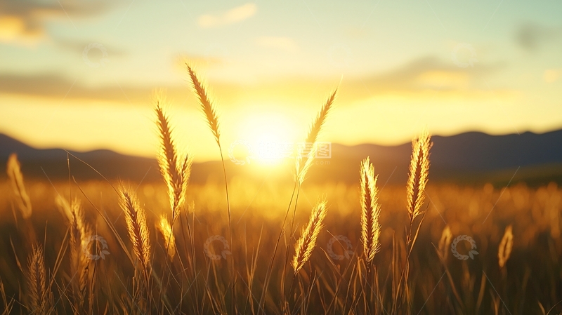 高清大图下载【趣麦麦图】金色阳光照耀下的麦田