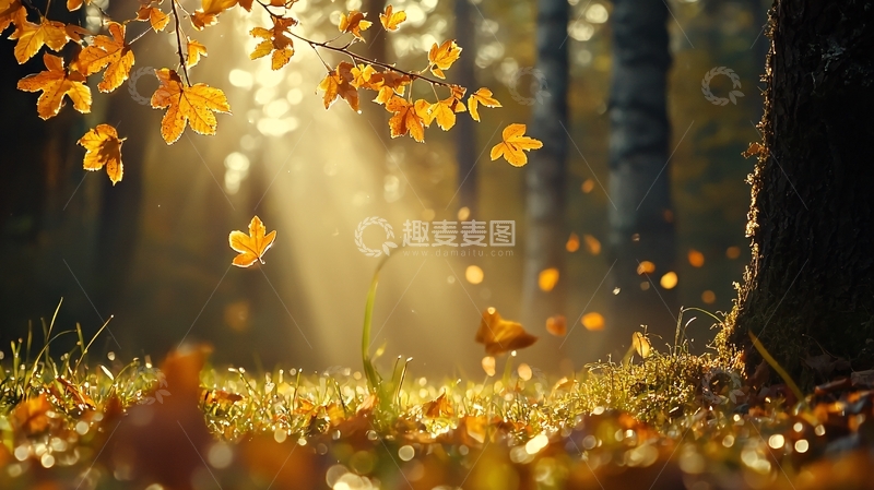 高清大图下载【趣麦麦图】秋日阳光穿过树林