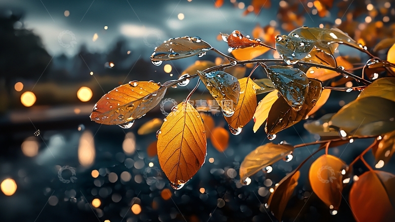 高清大图下载【趣麦麦图】秋日雨后高清图片