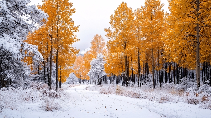 高清大图下载【趣麦麦图】雪地金秋高清图片