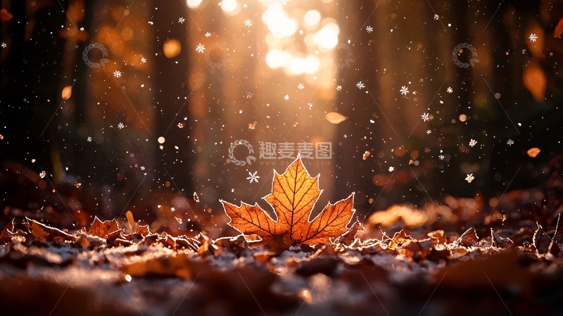 高清大图下载【趣麦麦图】落叶在林间闪耀光芒