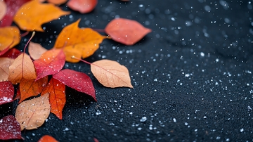 落叶在湿漉漉的地面