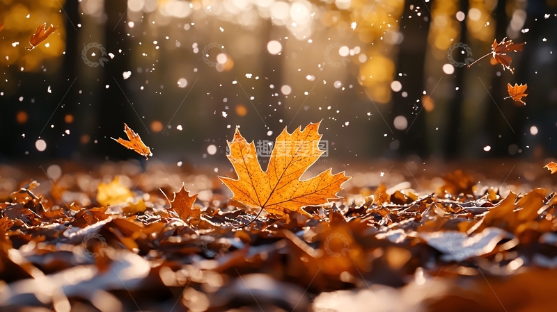 高清大图下载【趣麦麦图】秋日落叶的金色光芒