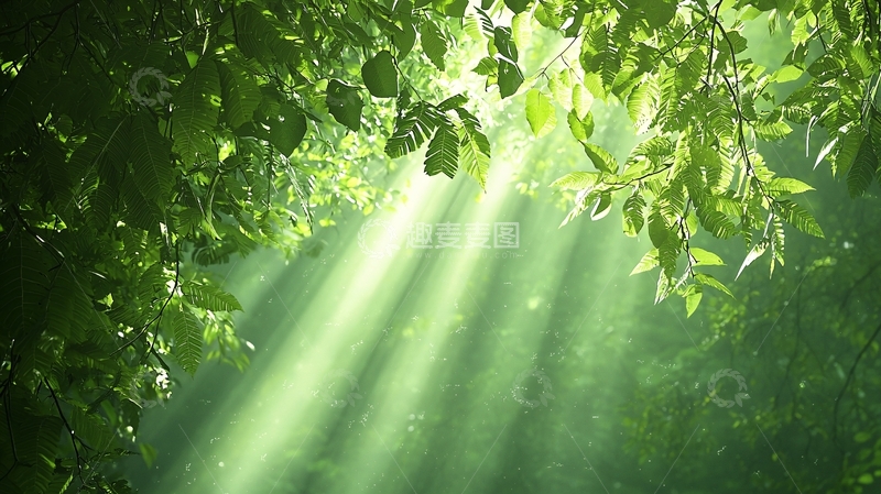 高清大图下载【趣麦麦图】绿色树叶间隙阳光洒下