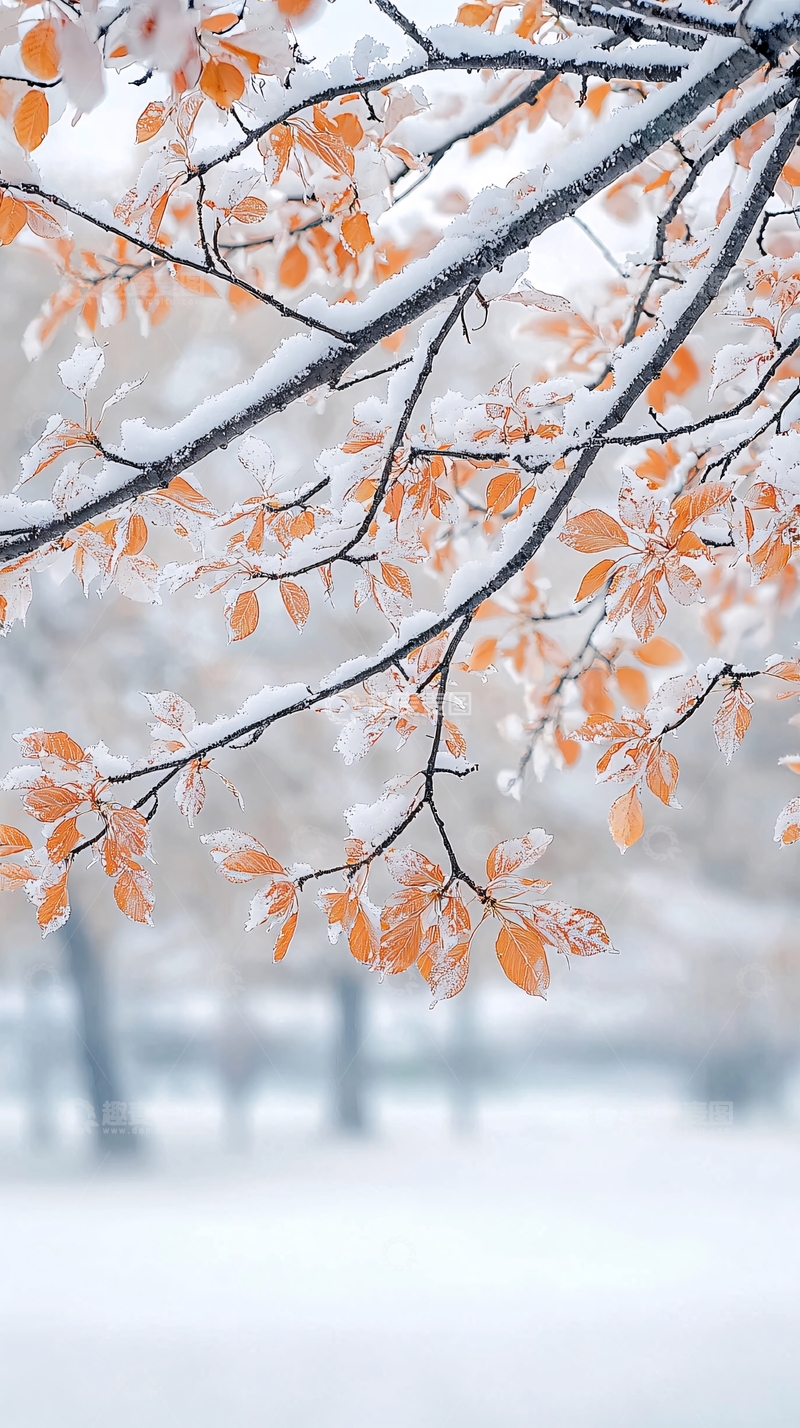 高清大图下载【趣麦麦图】雪中树枝上的橙色叶子
