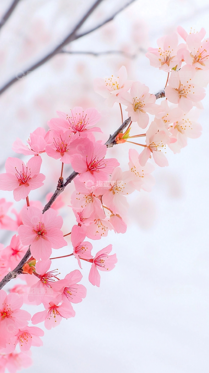 高清大图下载【趣麦麦图】粉色樱花特写