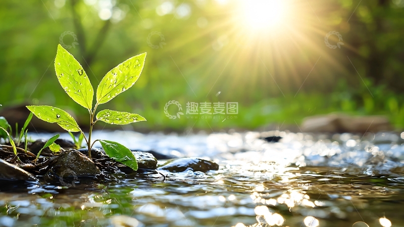 高清大图下载【趣麦麦图】-嫩芽小苗在水边