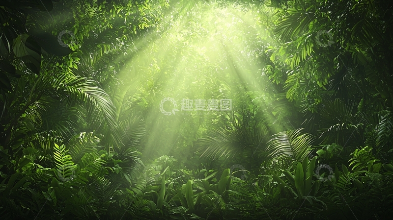 高清大图下载【趣麦麦图】阳光穿透茂密丛林
