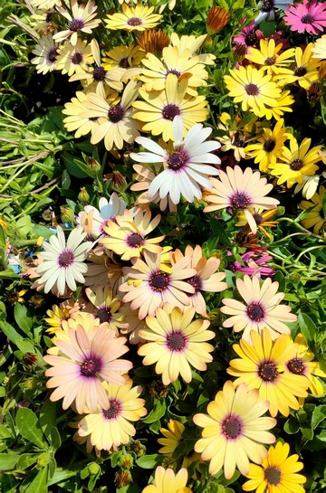 邂逅勋章菊：色彩交织的烂漫花簇