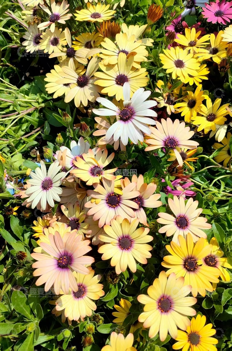 高清大图下载【趣麦麦图】邂逅勋章菊：色彩交织的烂漫花簇
