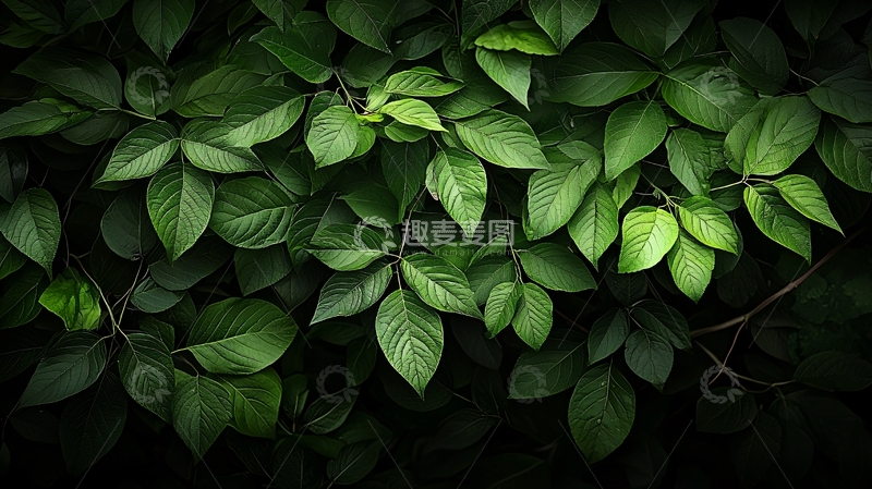 高清大图下载【趣麦麦图】茂盛的绿色叶子特写