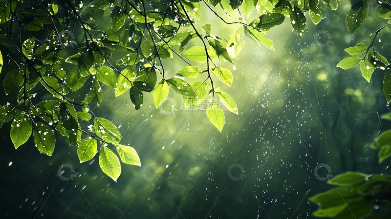 高清大图下载【趣麦麦图】绿叶间的阳光洒落