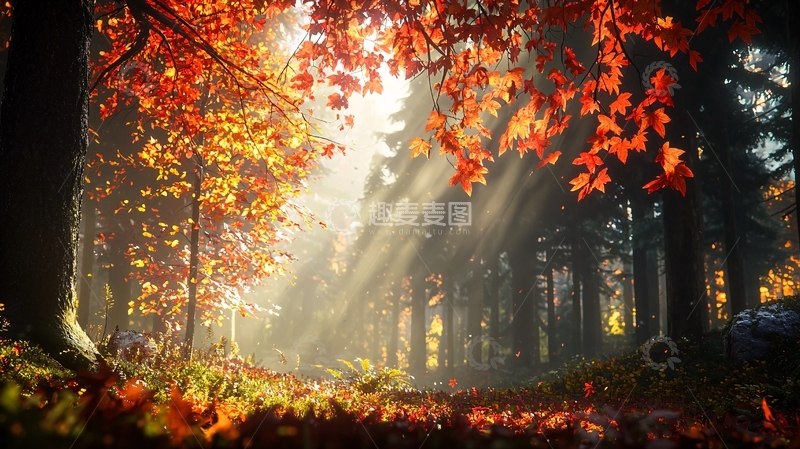 高清大图下载【趣麦麦图】秋日阳光洒在森林小路上
