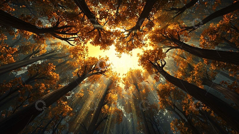 高清大图下载【趣麦麦图】仰视树林阳光穿透树叶