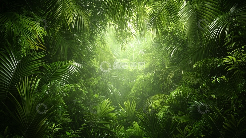 高清大图下载【趣麦麦图】热带雨林中心光照