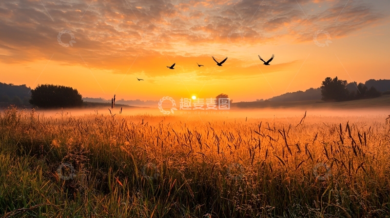 高清大图下载【趣麦麦图】金色的田野日出