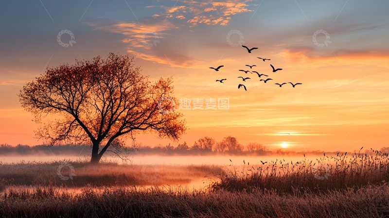 高清大图下载【趣麦麦图】夕阳下的树与鸟群