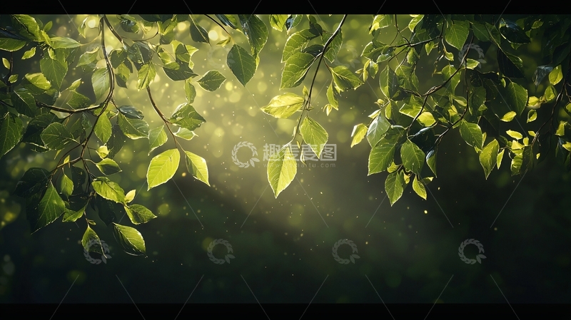 高清大图下载【趣麦麦图】阳光穿透树叶的唯美画面