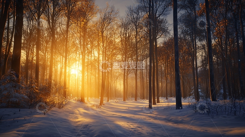 高清大图下载【趣麦麦图】阳光穿透冬季的树林