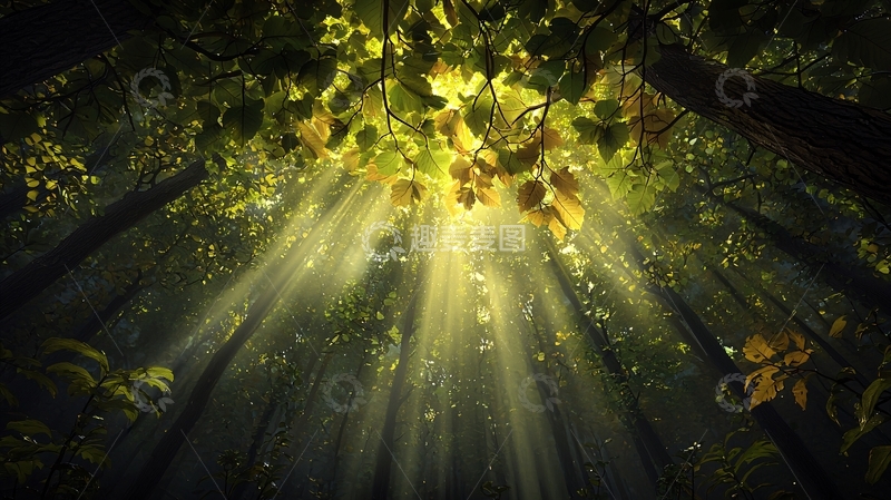 高清大图下载【趣麦麦图】阳光穿过树林的光辉