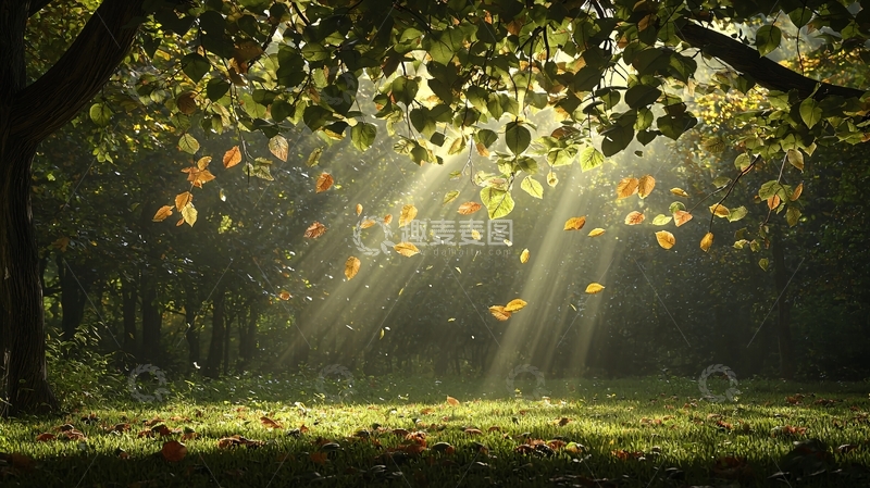 高清大图下载【趣麦麦图】森林阳光穿透树叶