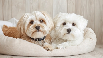 两只可爱的白色小狗在床上