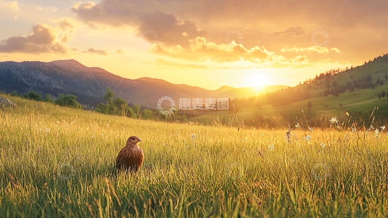 高清大图下载【趣麦麦图】金色阳光下草地雄鹰