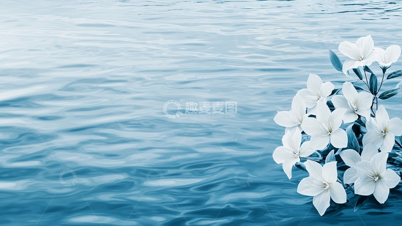 高清大图下载【趣麦麦图】水面上的白色花朵