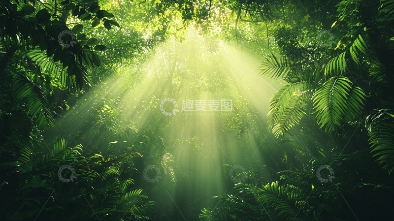 高清大图下载【趣麦麦图】阳光穿透森林