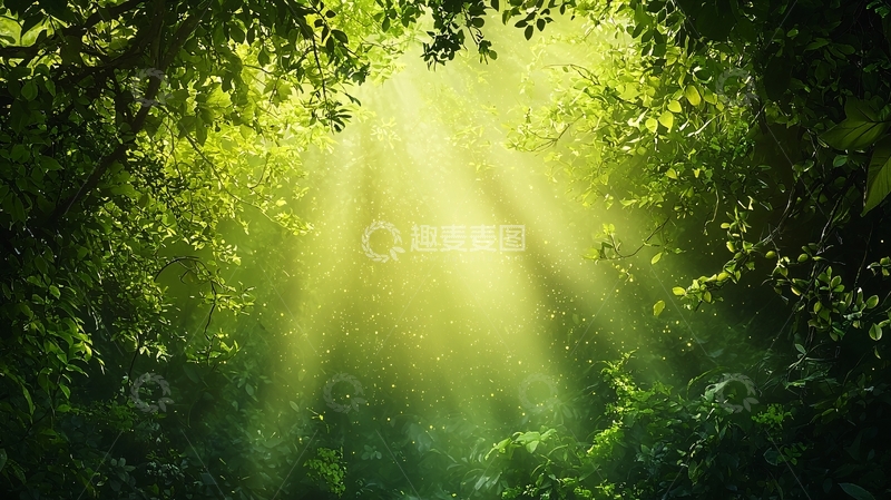 高清大图下载【趣麦麦图】阳光穿过树林