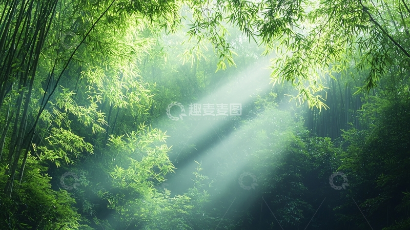 高清大图下载【趣麦麦图】阳光穿过竹林