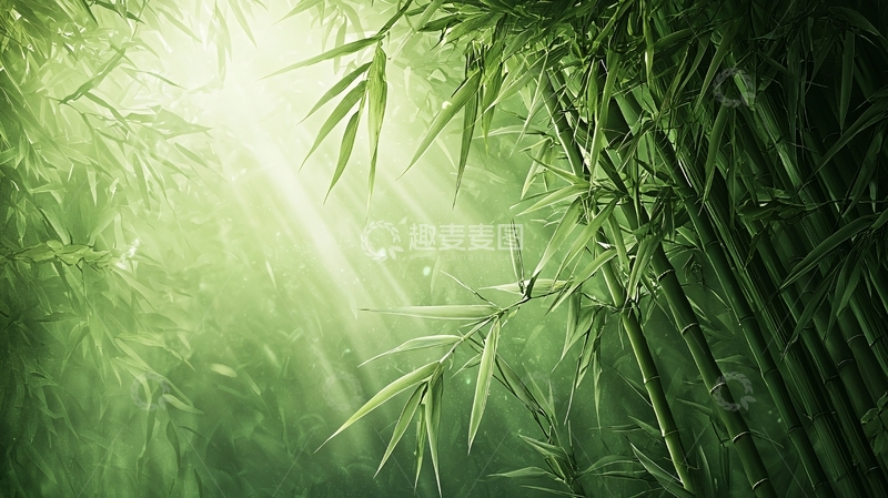 高清大图下载【趣麦麦图】绿色竹林阳光照耀