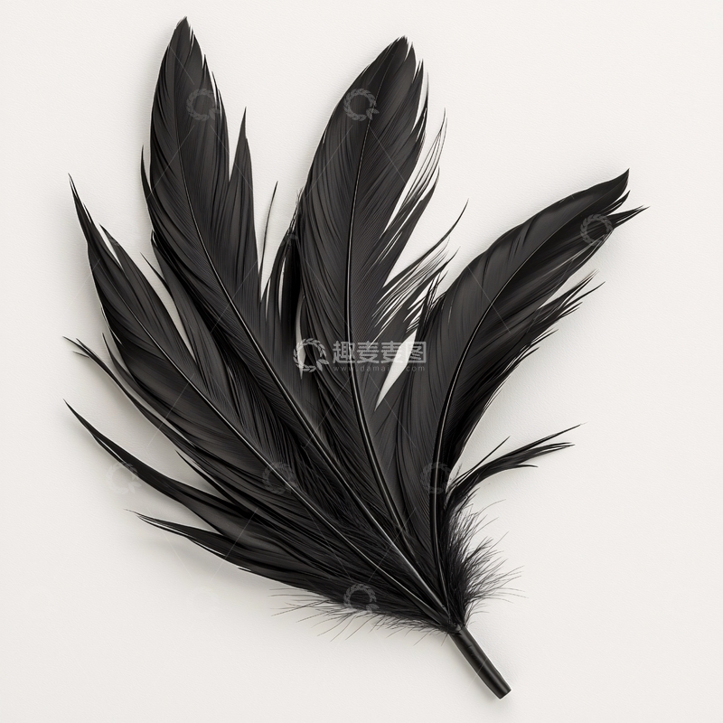 高清大图下载【趣麦麦图】黑色羽毛簇在白色背景上