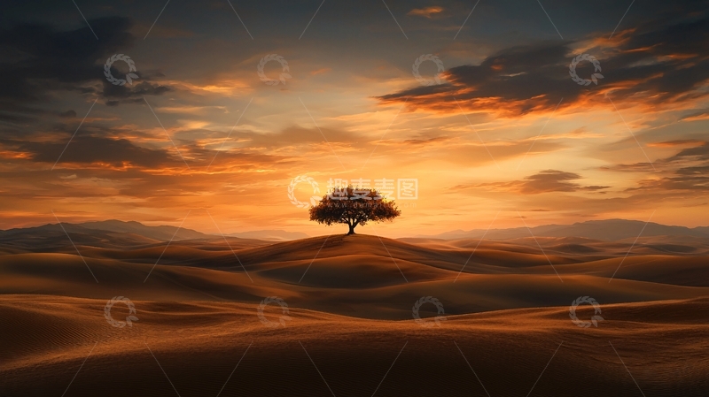 高清大图下载【趣麦麦图】孤独的树在日落时