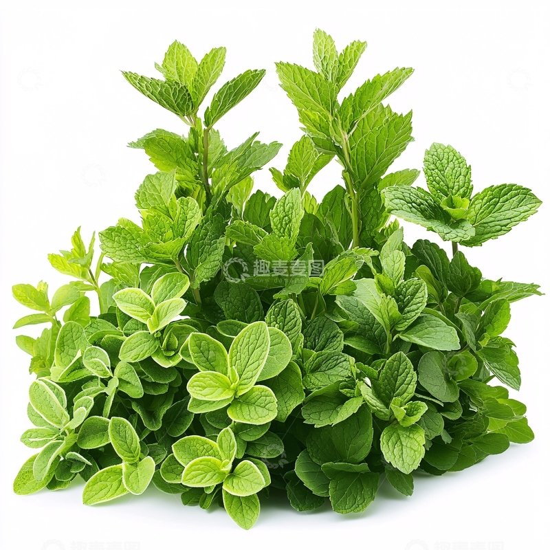 高清大图下载【趣麦麦图】绿色植物茂盛生长