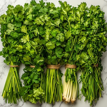 新鲜香菜捆扎静物