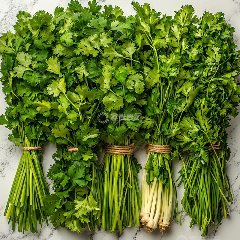 高清大图下载【趣麦麦图】新鲜香菜捆扎静物