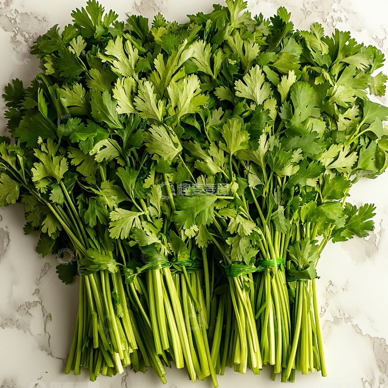 高清大图下载【趣麦麦图】新鲜翠绿的香菜捆