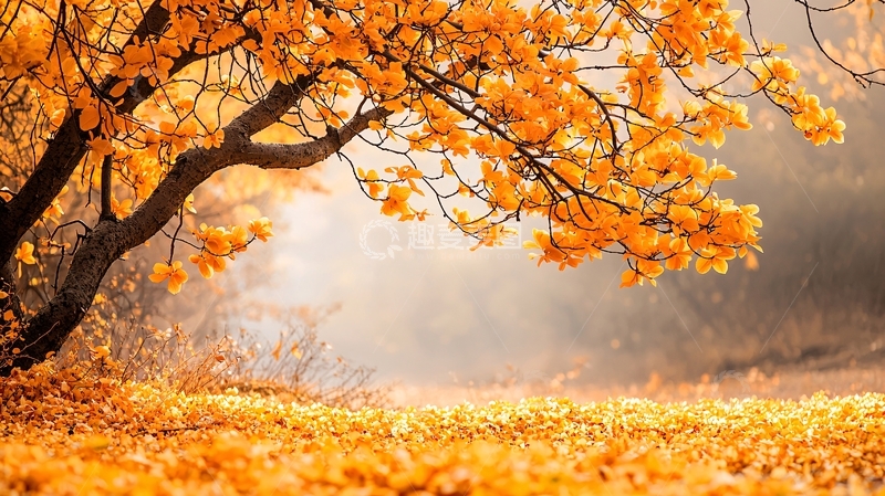 高清大图下载【趣麦麦图】金黄树木秋叶遍地