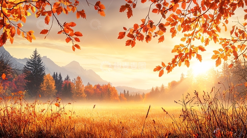 高清大图下载【趣麦麦图】秋日暖阳下的森林